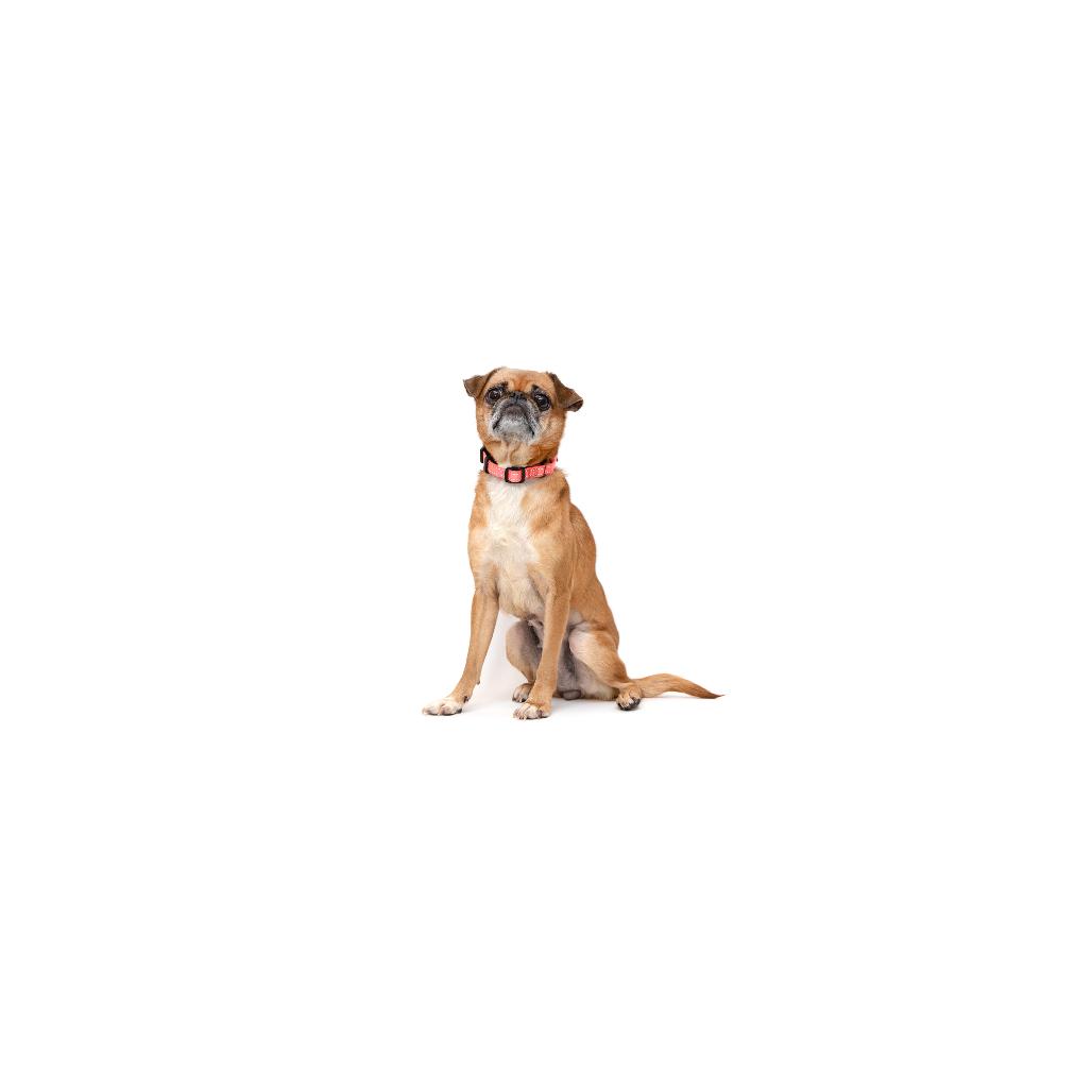 Jolena, Adoptable, Adult Female Mixed Breed.