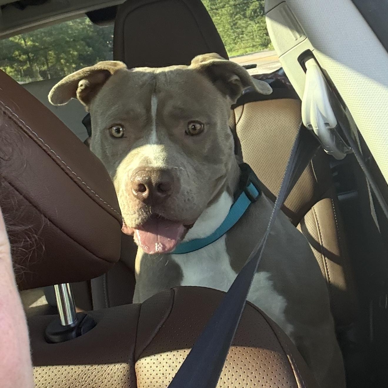 Tooth, ADOPTABLE, Adult Male Pit Bull Terrier.