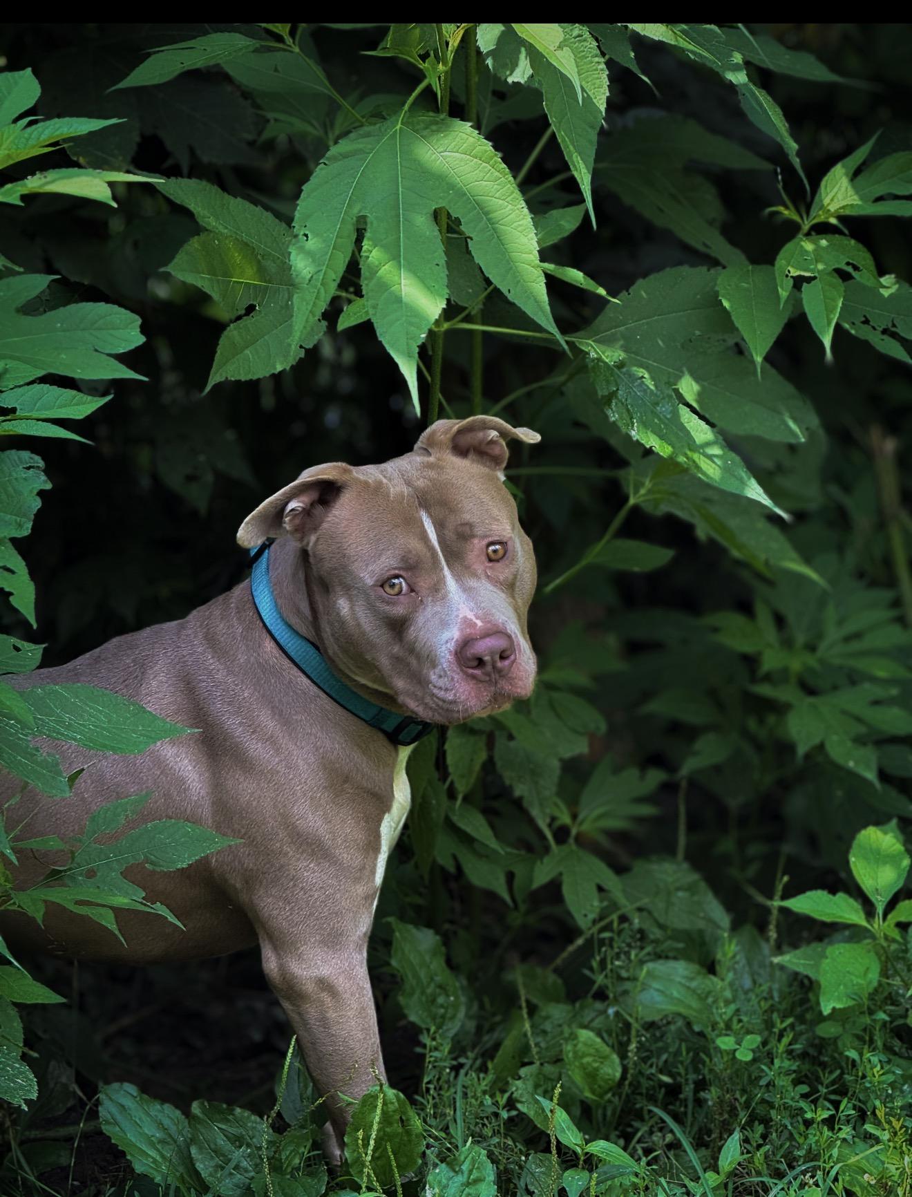 Tooth, a ADOPTABLE mixed breed in Junction City, KY image 5/5