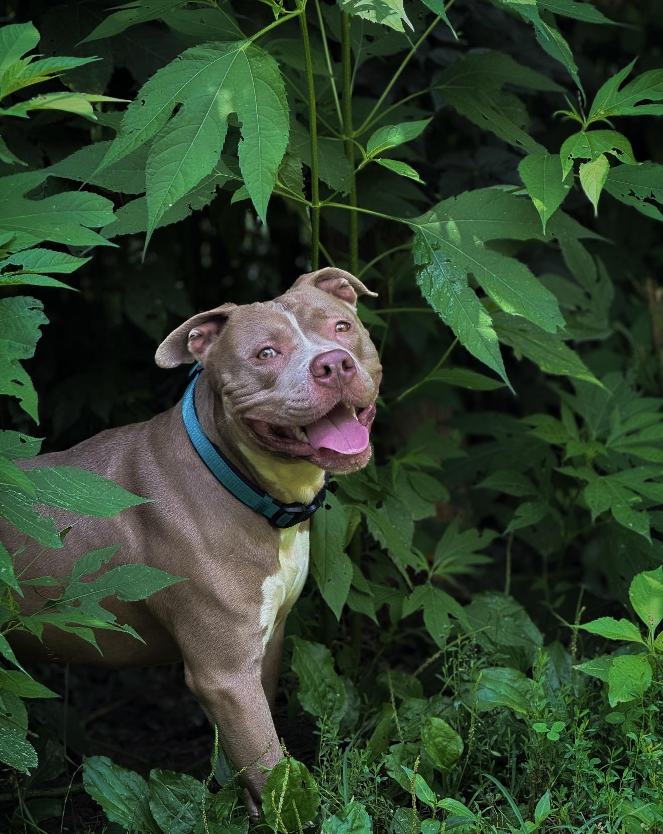 Tooth, ADOPTABLE, Adult Male American Bully.