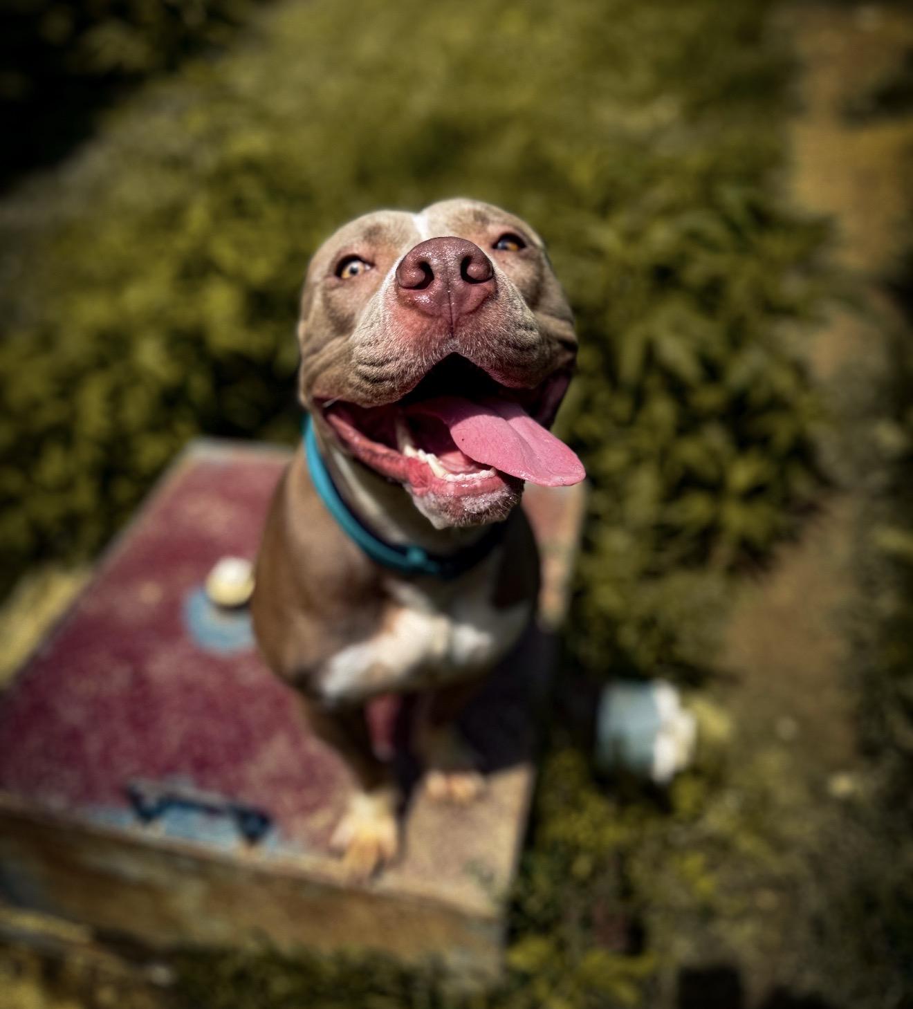 Tooth, a ADOPTABLE mixed breed in Junction City, KY image 4/5