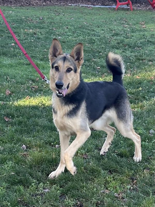 Enlarge Logo, a Adoptable mixed breed in Vancouver, WA image 1/6