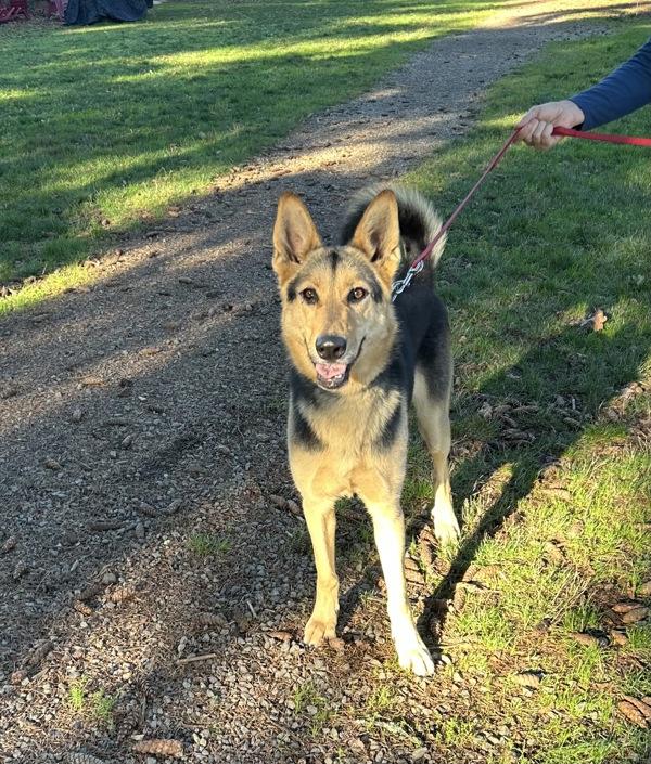 Enlarge Logo, a Adoptable mixed breed in Vancouver, WA image 2/6
