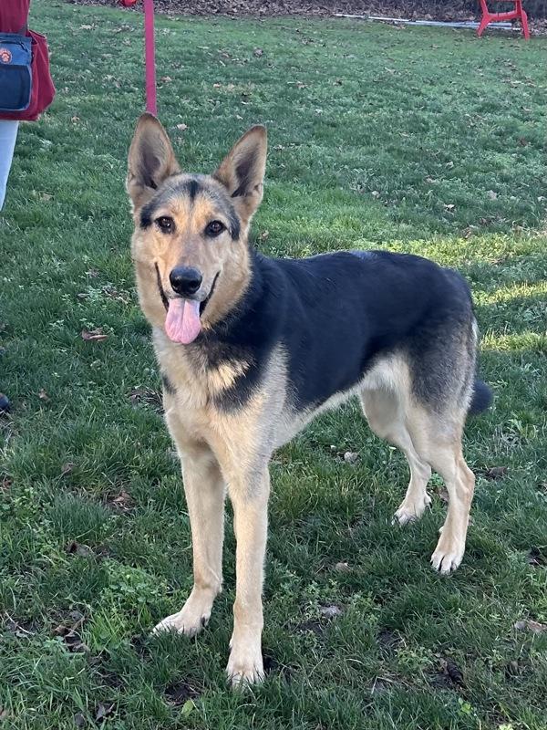 Enlarge Logo, a Adoptable mixed breed in Vancouver, WA image 3/6