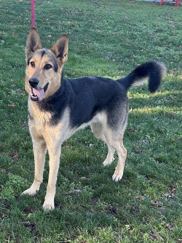 Enlarge Logo, a Adoptable mixed breed in Vancouver, WA image 4/6