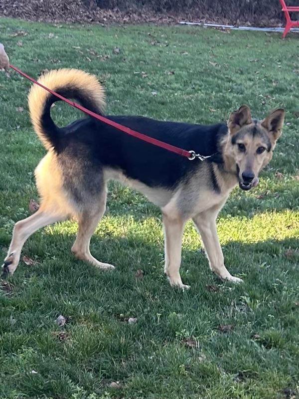 Enlarge Logo, a Adoptable mixed breed in Vancouver, WA image 5/6