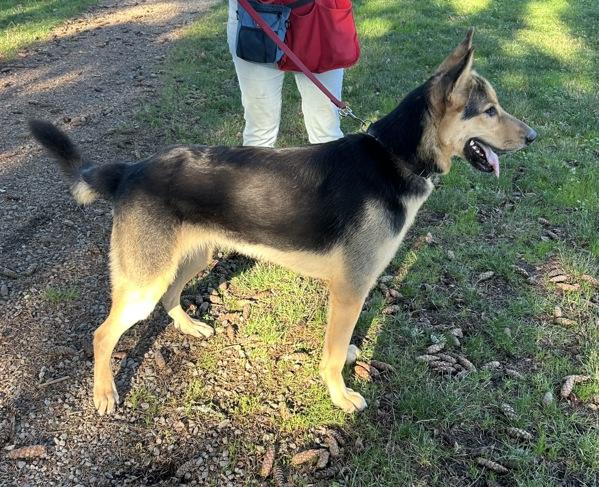 Enlarge Logo, a Adoptable mixed breed in Vancouver, WA image 6/6