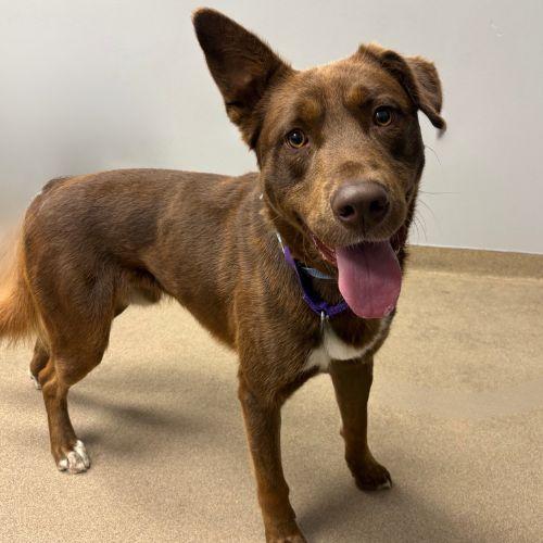 CHUCO, Adoptable, Young Male German Shepherd Dog.