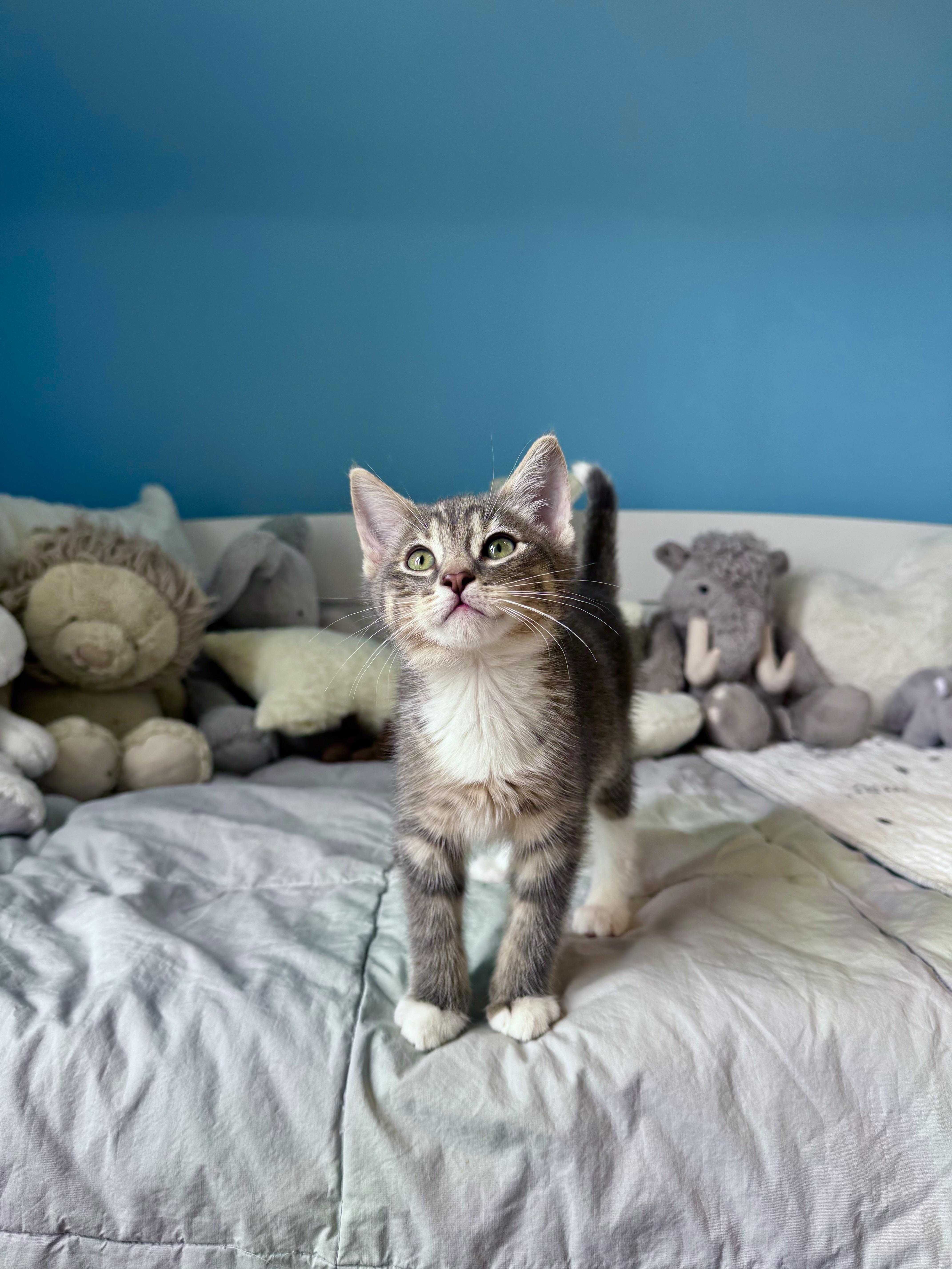 Biscuit , ADOPTABLE, Kitten Male Domestic Short Hair.