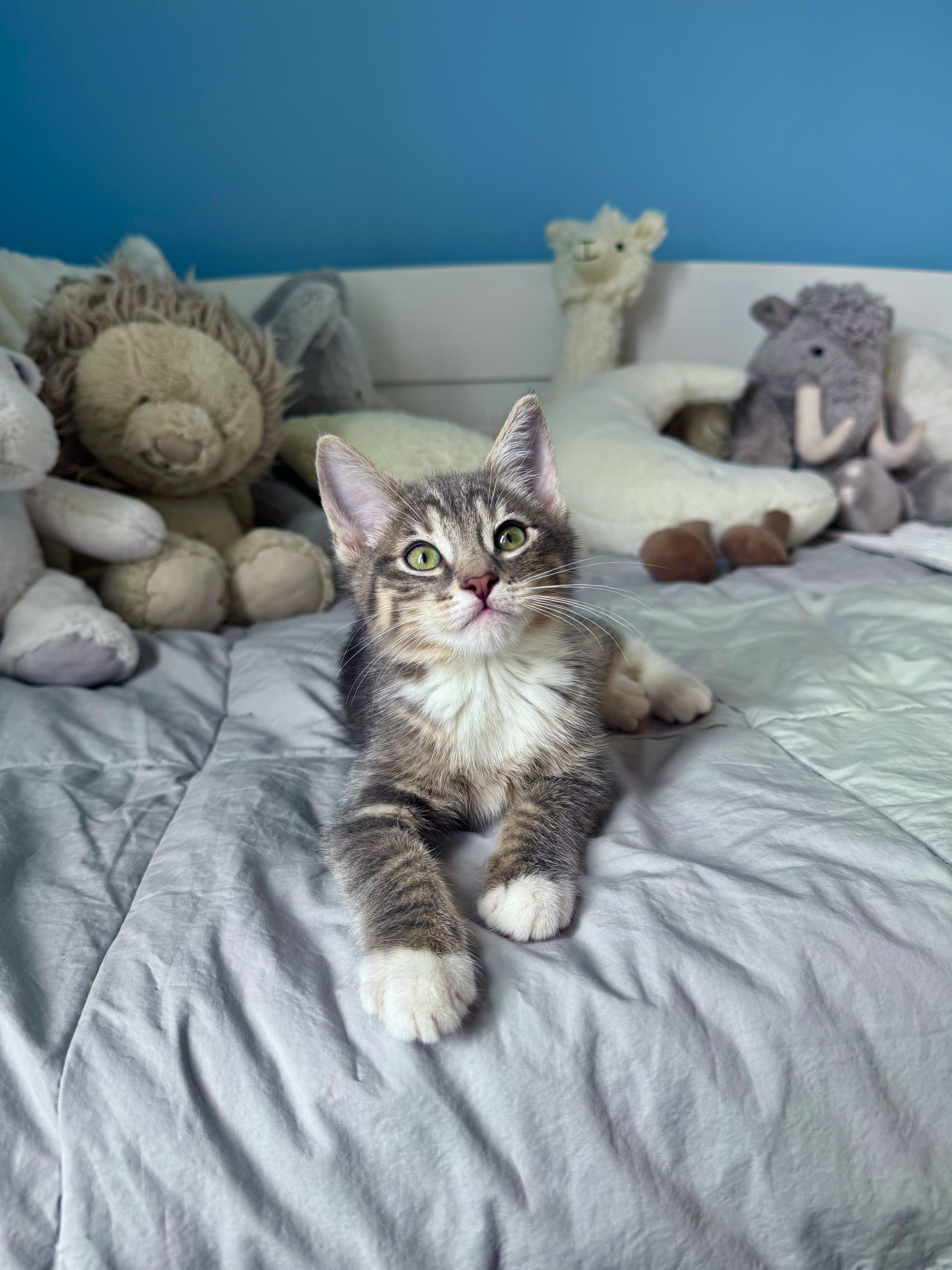 Enlarge Biscuit , a ADOPTABLE Domestic Short Hair in Ramsey, NJ image 5/6