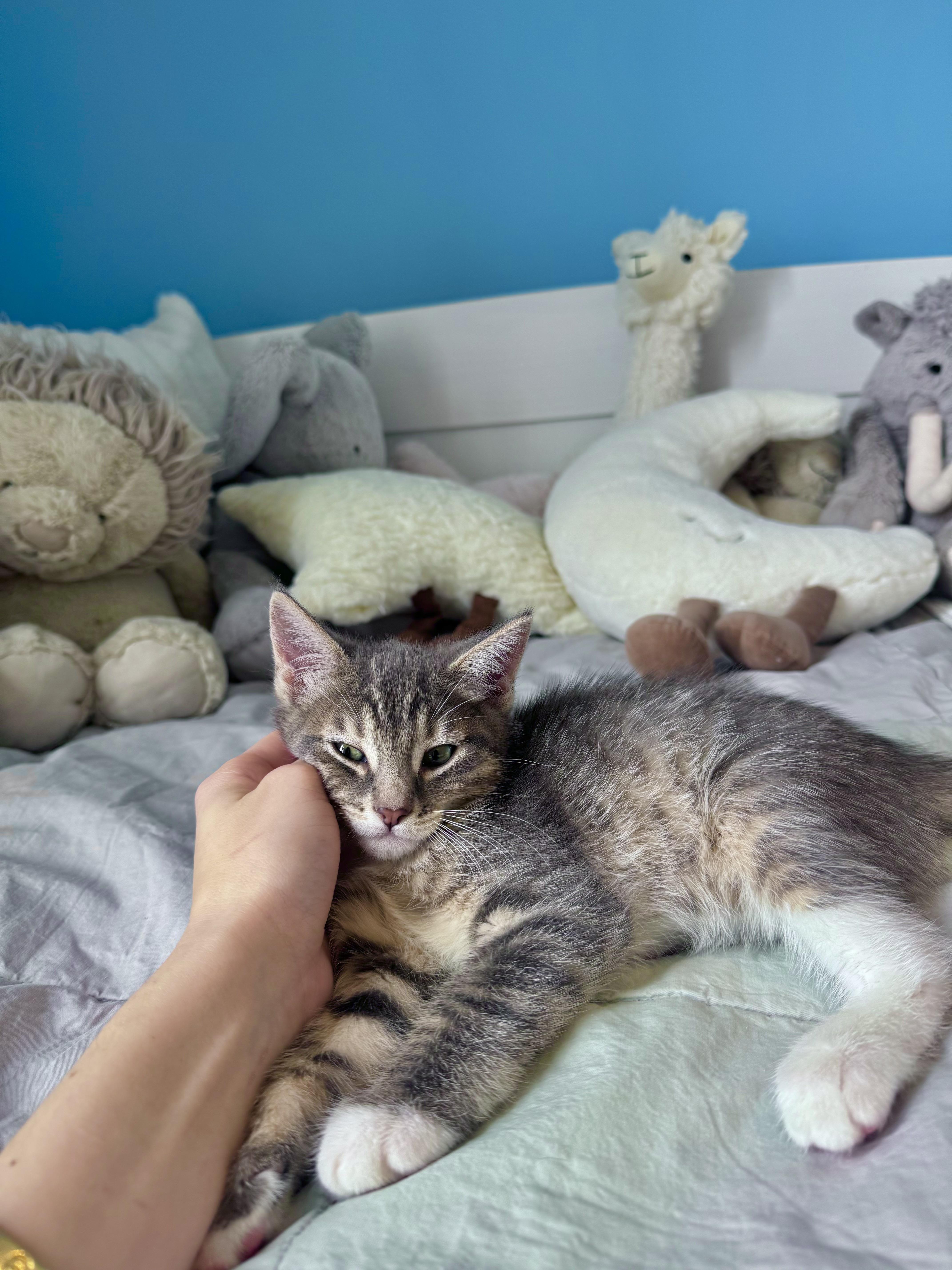 Enlarge Biscuit , a ADOPTABLE Domestic Short Hair in Ramsey, NJ image 4/6