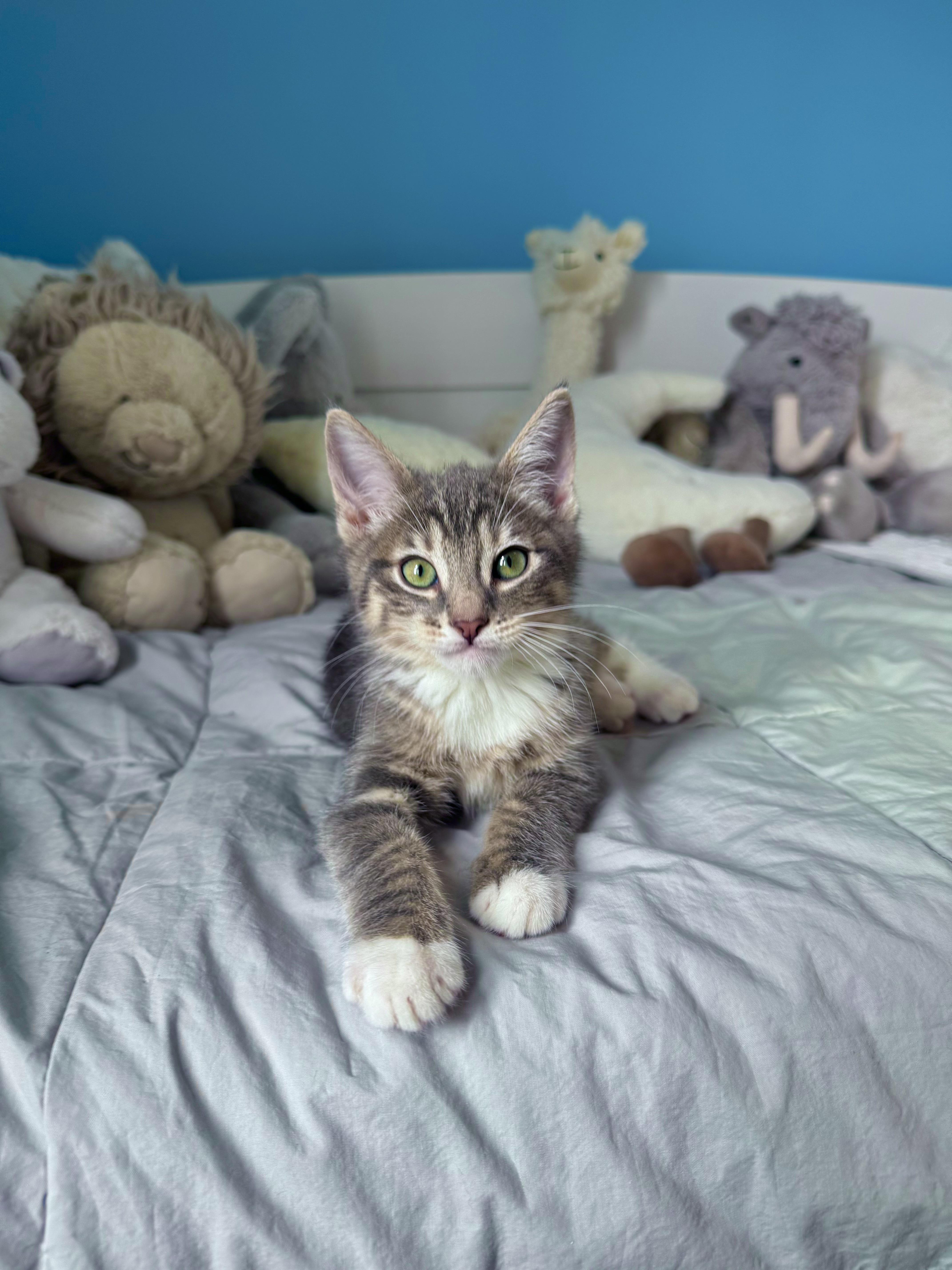 Enlarge Biscuit , a ADOPTABLE Domestic Short Hair in Ramsey, NJ image 2/6