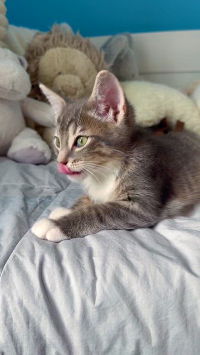 Enlarge Biscuit , a ADOPTABLE Domestic Short Hair in Ramsey, NJ video 6/6