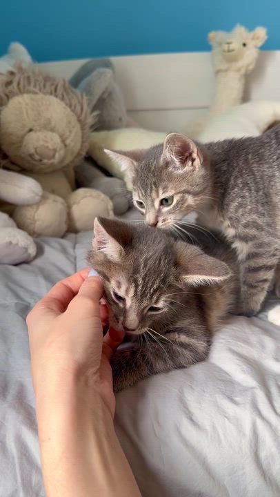 Enlarge Biscuit , a ADOPTABLE Domestic Short Hair in Ramsey, NJ video 3/6