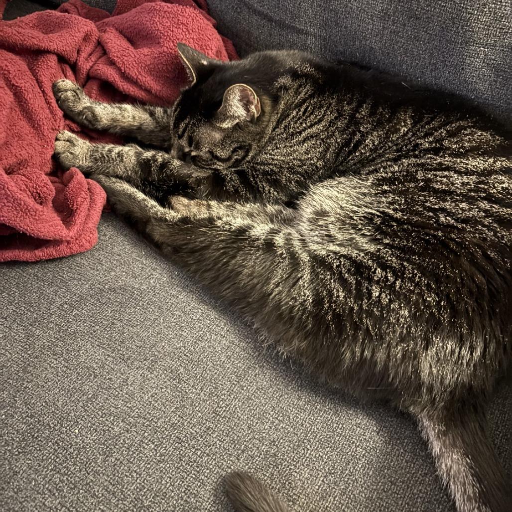 Dallas - IN FOSTER, Adoptable, Senior Male Domestic Short Hair.