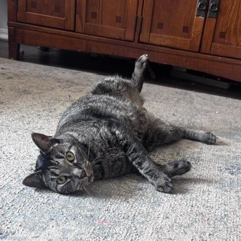 Enlarge Dallas - IN FOSTER, a Adoptable Domestic Short Hair in Birdsboro, PA image 3/6