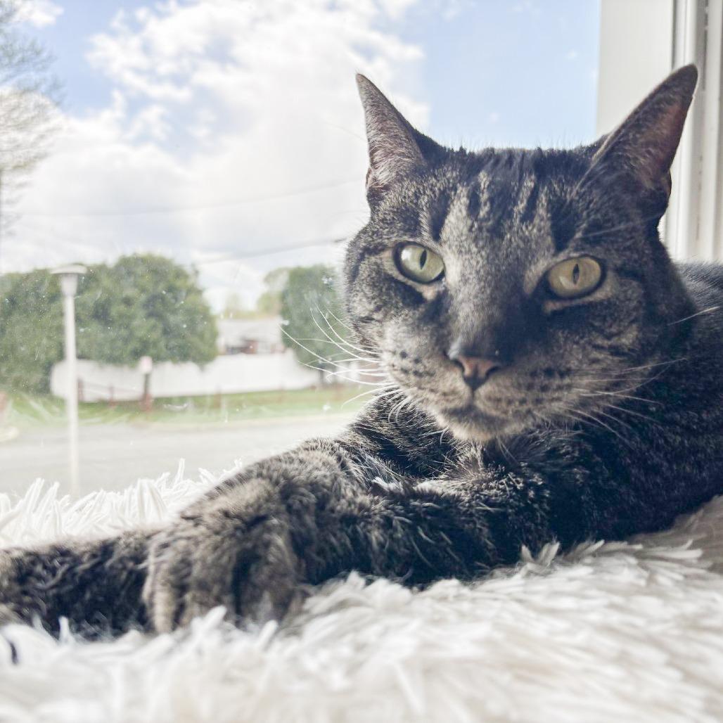 Enlarge Dallas - IN FOSTER, a Adoptable Domestic Short Hair in Birdsboro, PA image 4/6
