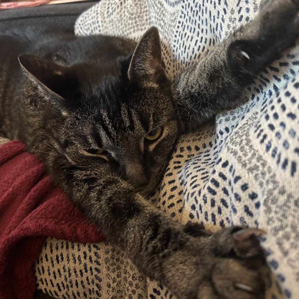Enlarge Dallas - IN FOSTER, a Adoptable Domestic Short Hair in Birdsboro, PA image 6/6