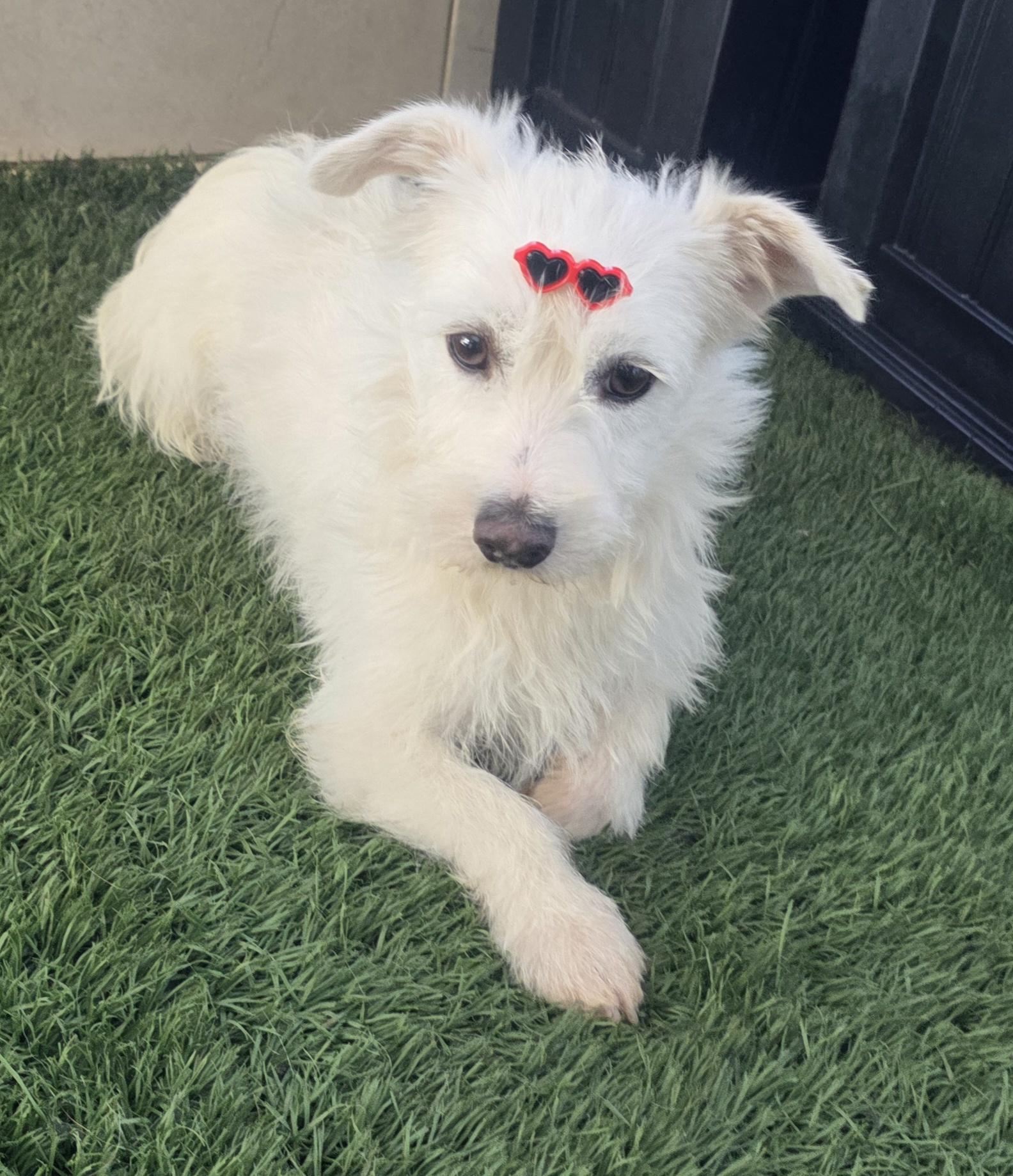 Enlarge Gina, an adopted mixed breed in Fallbrook, CA image 1/6