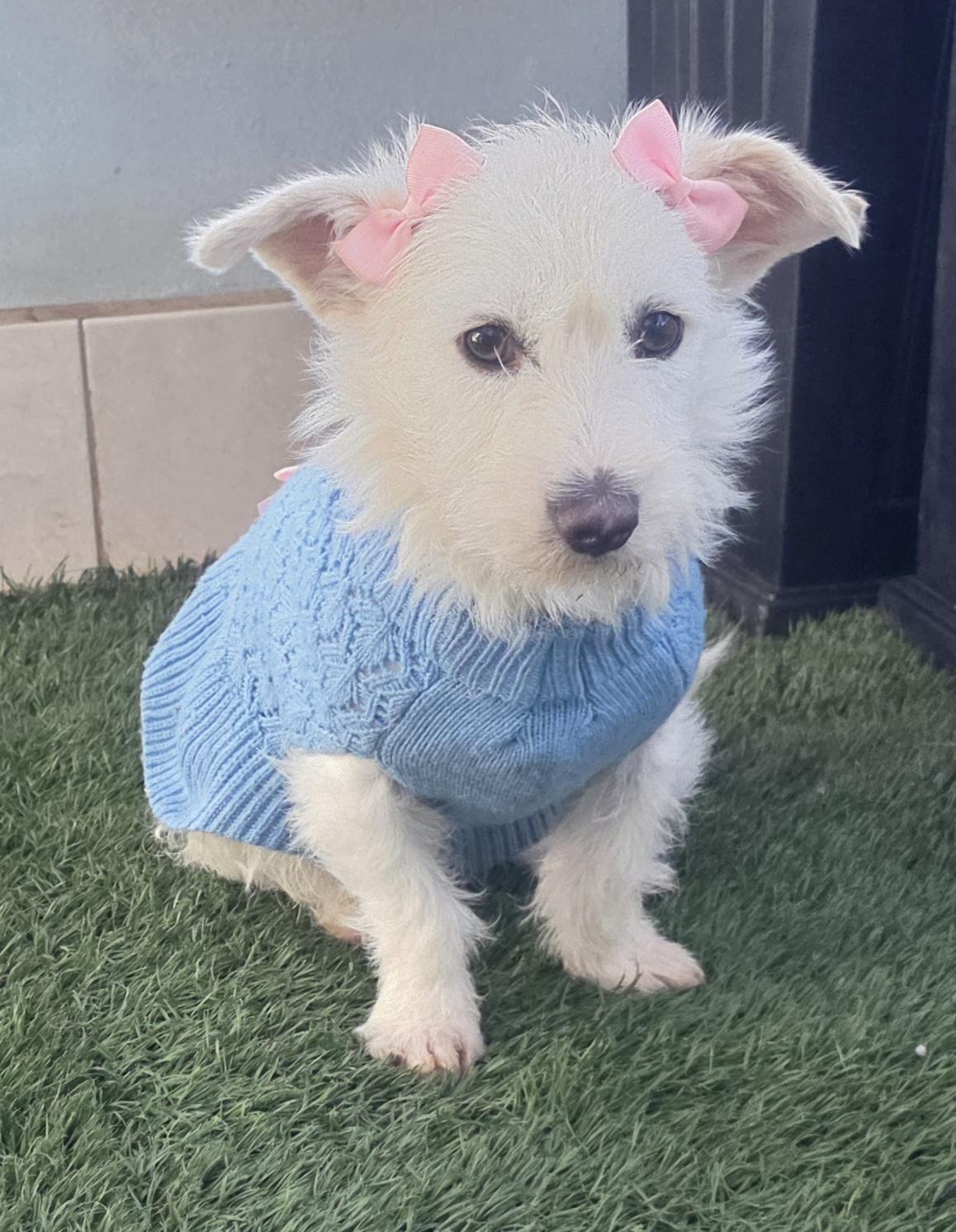 Enlarge Gina, an adopted mixed breed in Fallbrook, CA image 5/6