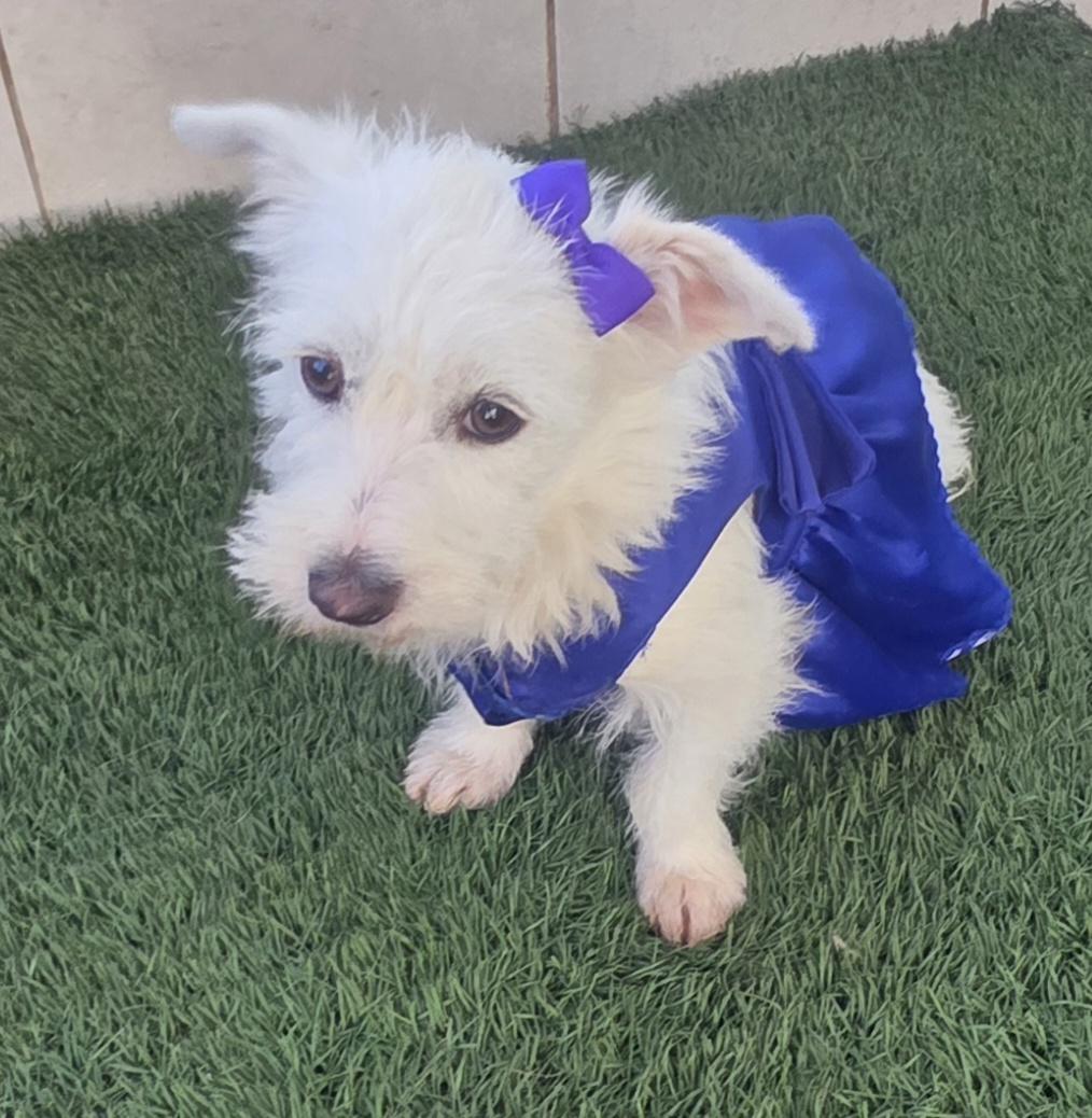 Enlarge Gina, an adopted mixed breed in Fallbrook, CA image 2/6