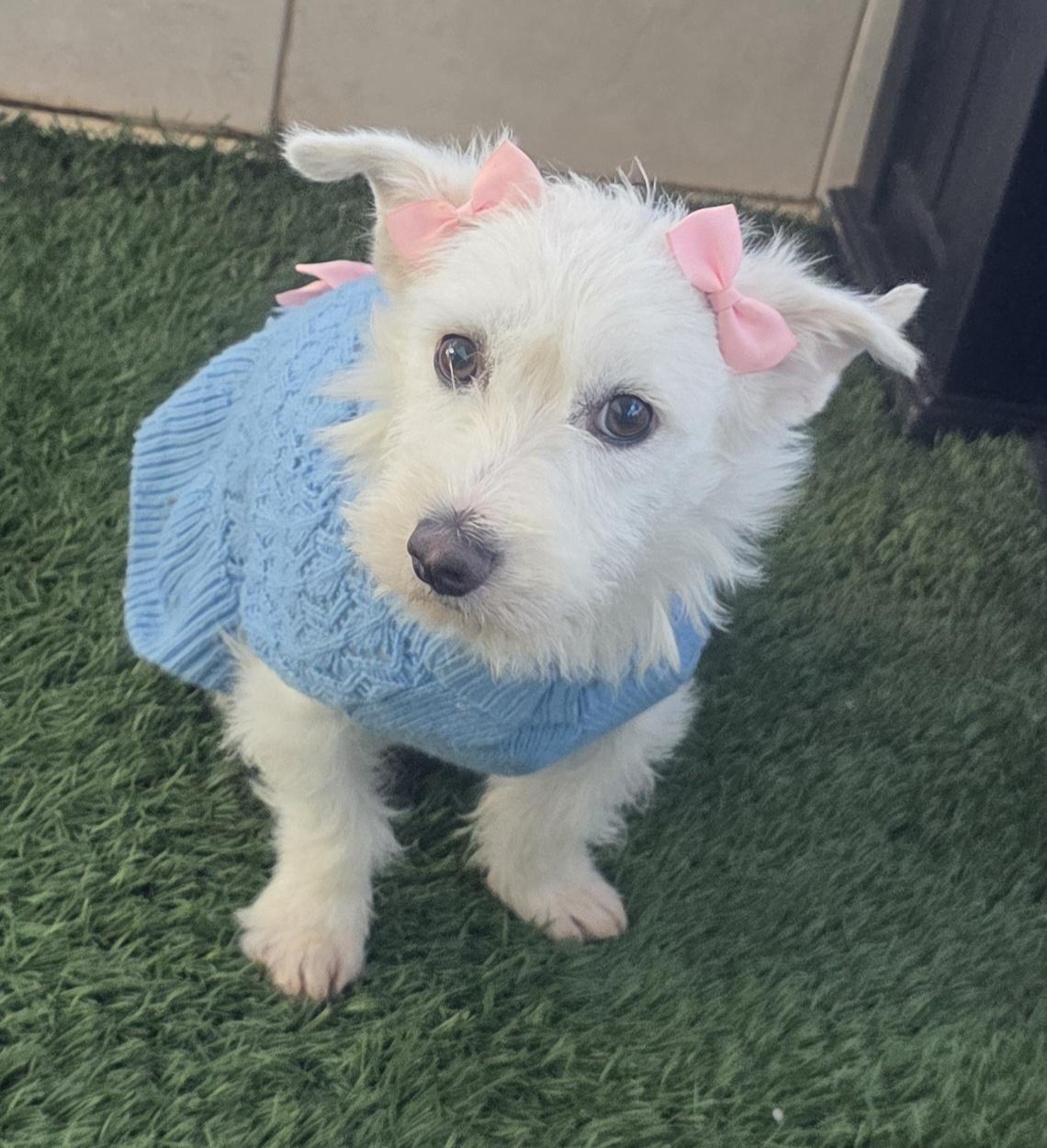 Enlarge Gina, an adopted mixed breed in Fallbrook, CA image 4/6