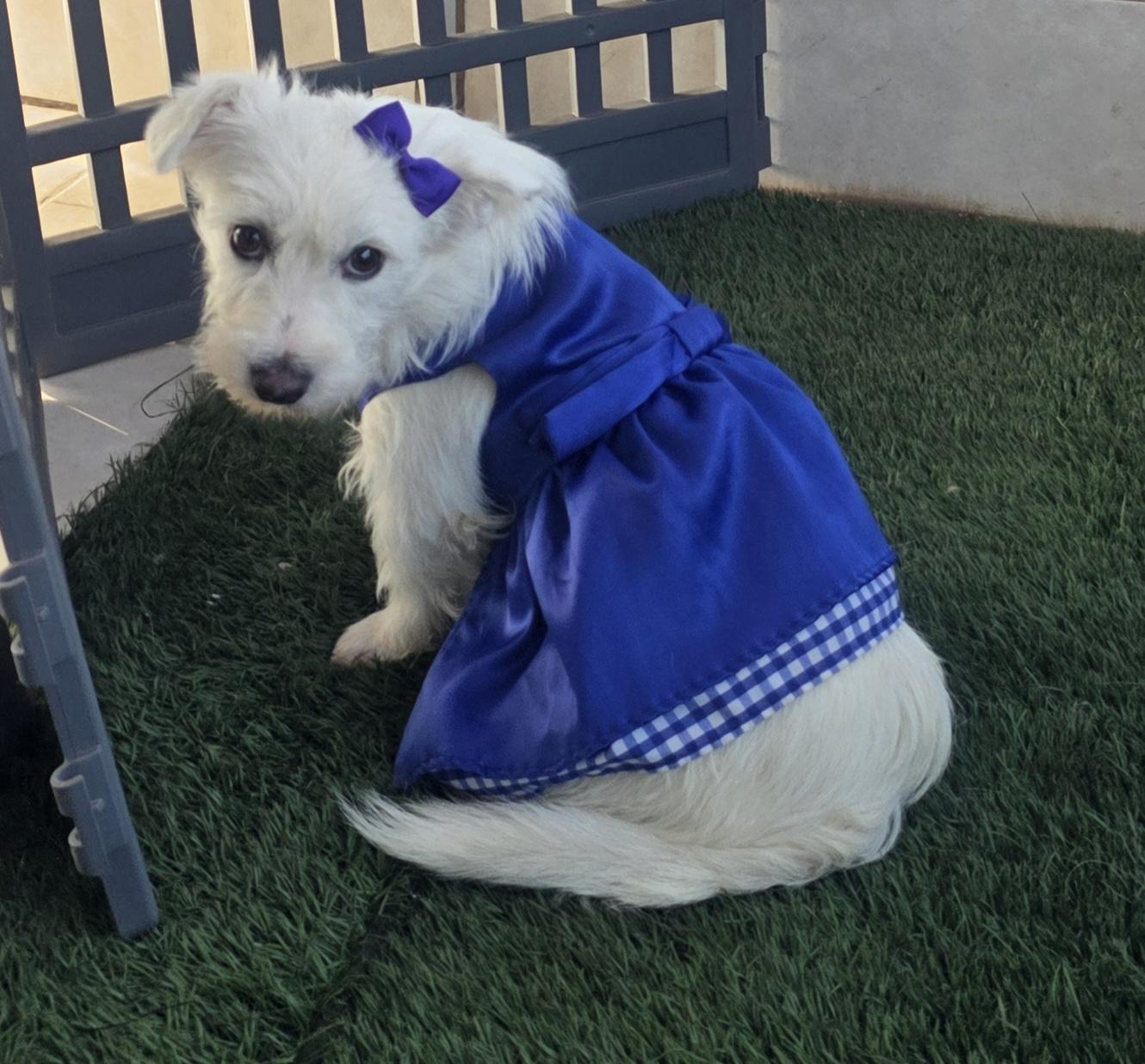 Enlarge Gina, an adopted mixed breed in Fallbrook, CA image 3/6