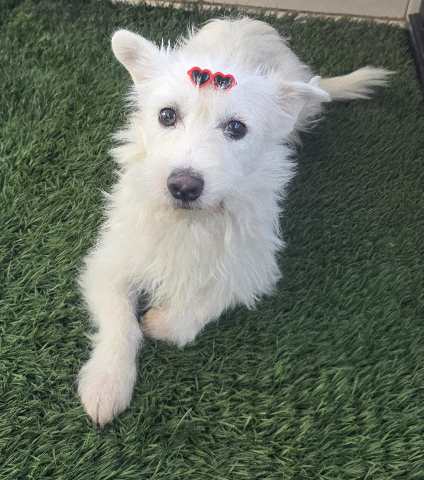 Enlarge Gina, an adopted mixed breed in Fallbrook, CA image 6/6