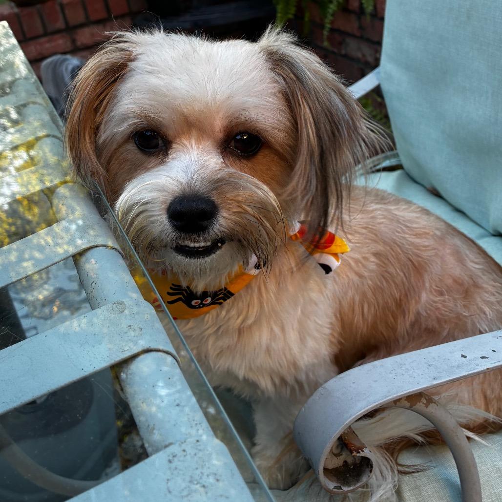 Enlarge Sammy, a Adoptable mixed breed in Cordova, TN image 1/5
