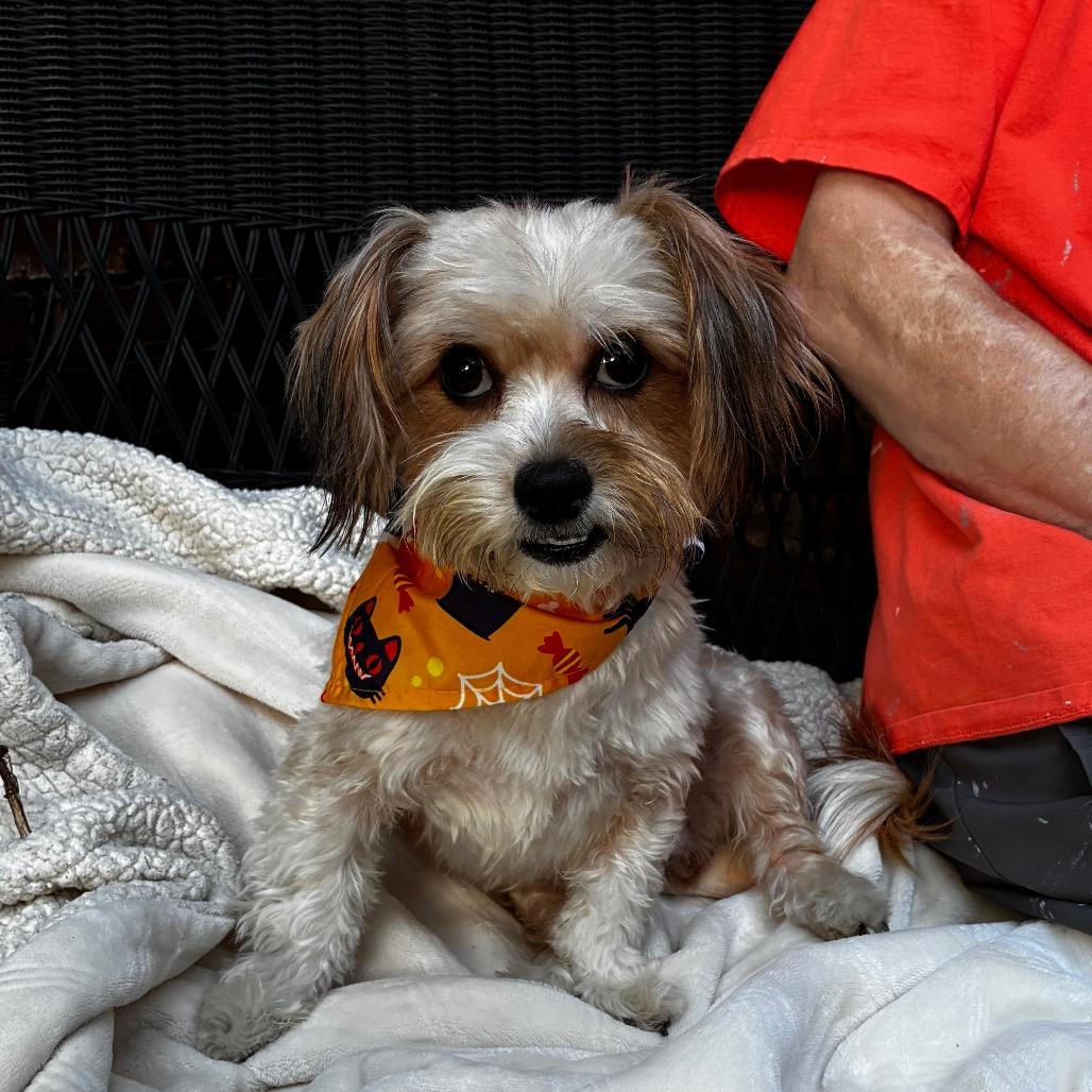 Enlarge Sammy, a Adoptable mixed breed in Cordova, TN image 4/5