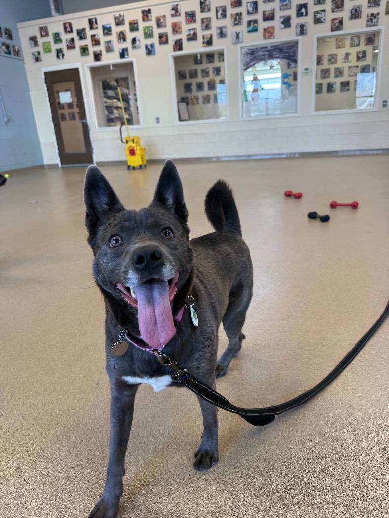 Enlarge Judy, a Adoptable mixed breed in North Syracuse, NY image 1/6