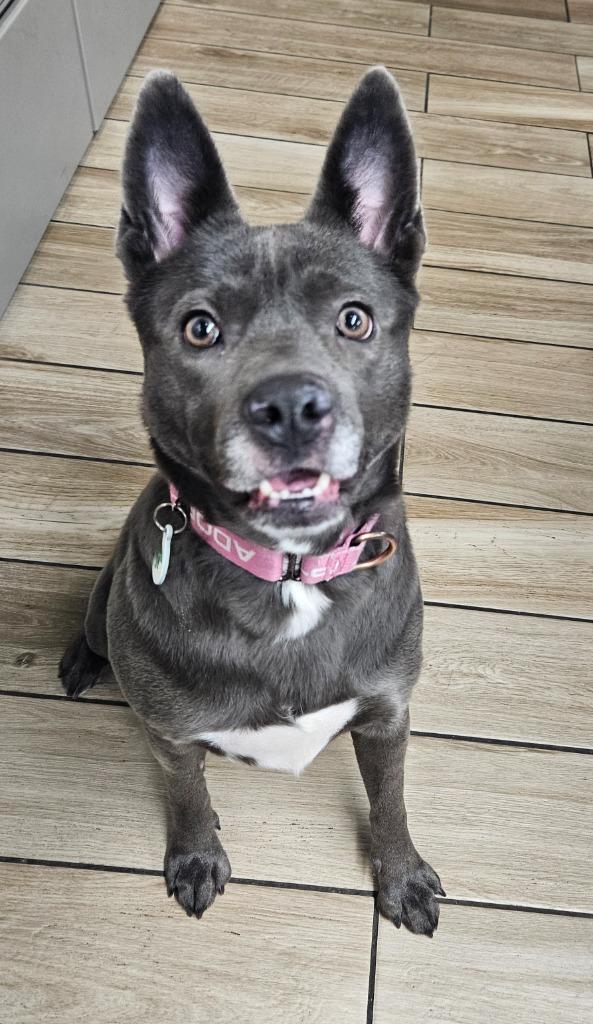 Judy, Adoptable, Young Female Terrier.