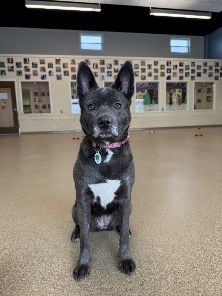 Enlarge Judy, a Adoptable mixed breed in North Syracuse, NY image 2/6