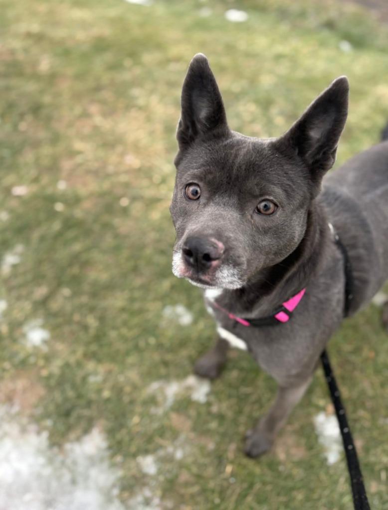 Enlarge Judy, a Adoptable mixed breed in North Syracuse, NY image 3/6