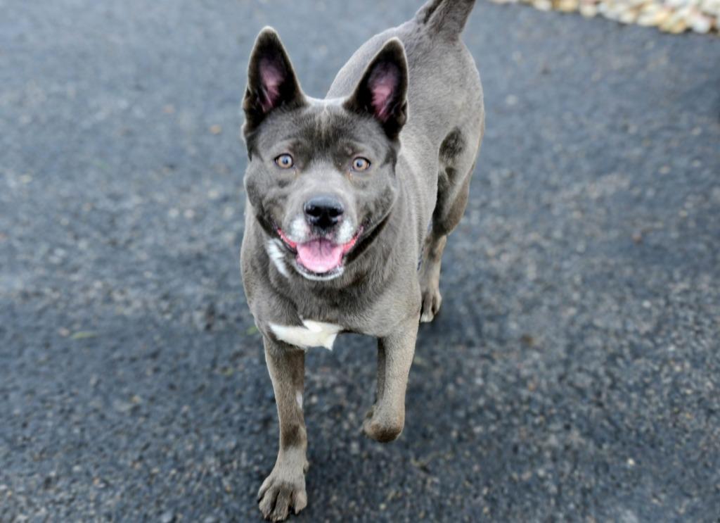 Enlarge Judy, a Adoptable mixed breed in North Syracuse, NY image 6/6