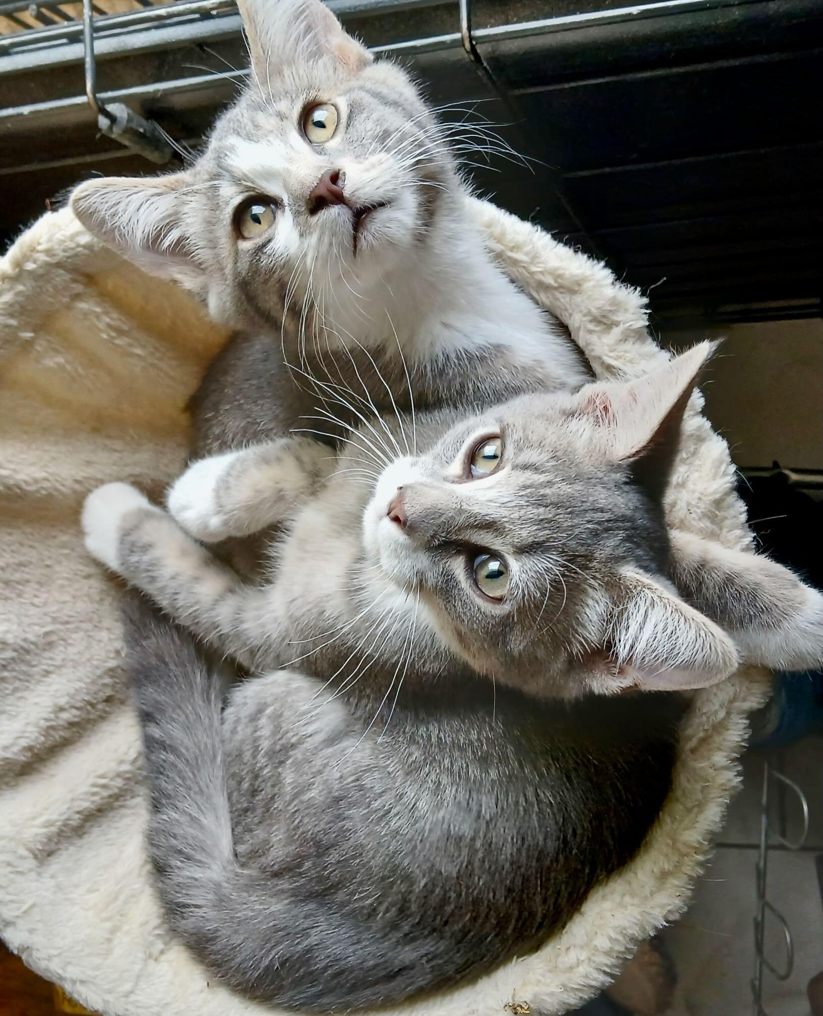 Maple & Mazie photo