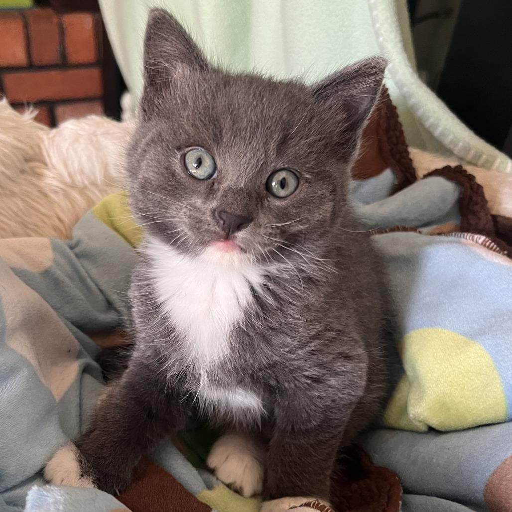 Enlarge Nutella, a Adoptable Domestic Short Hair in Laramie, WY image 1/2