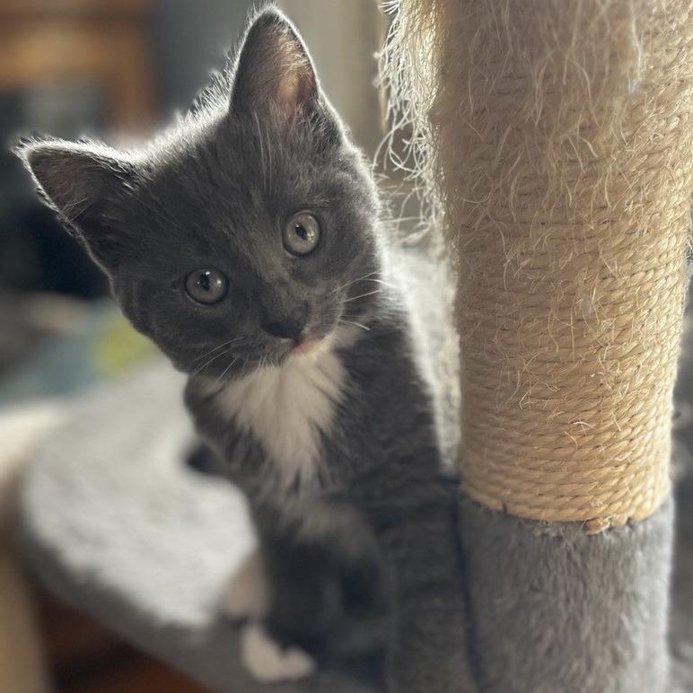Enlarge Nutella, a Adoptable Domestic Short Hair in Laramie, WY image 2/2