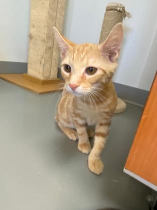 Enlarge Flynn, a Adoptable mixed breed in Winchester, VA image 1/1