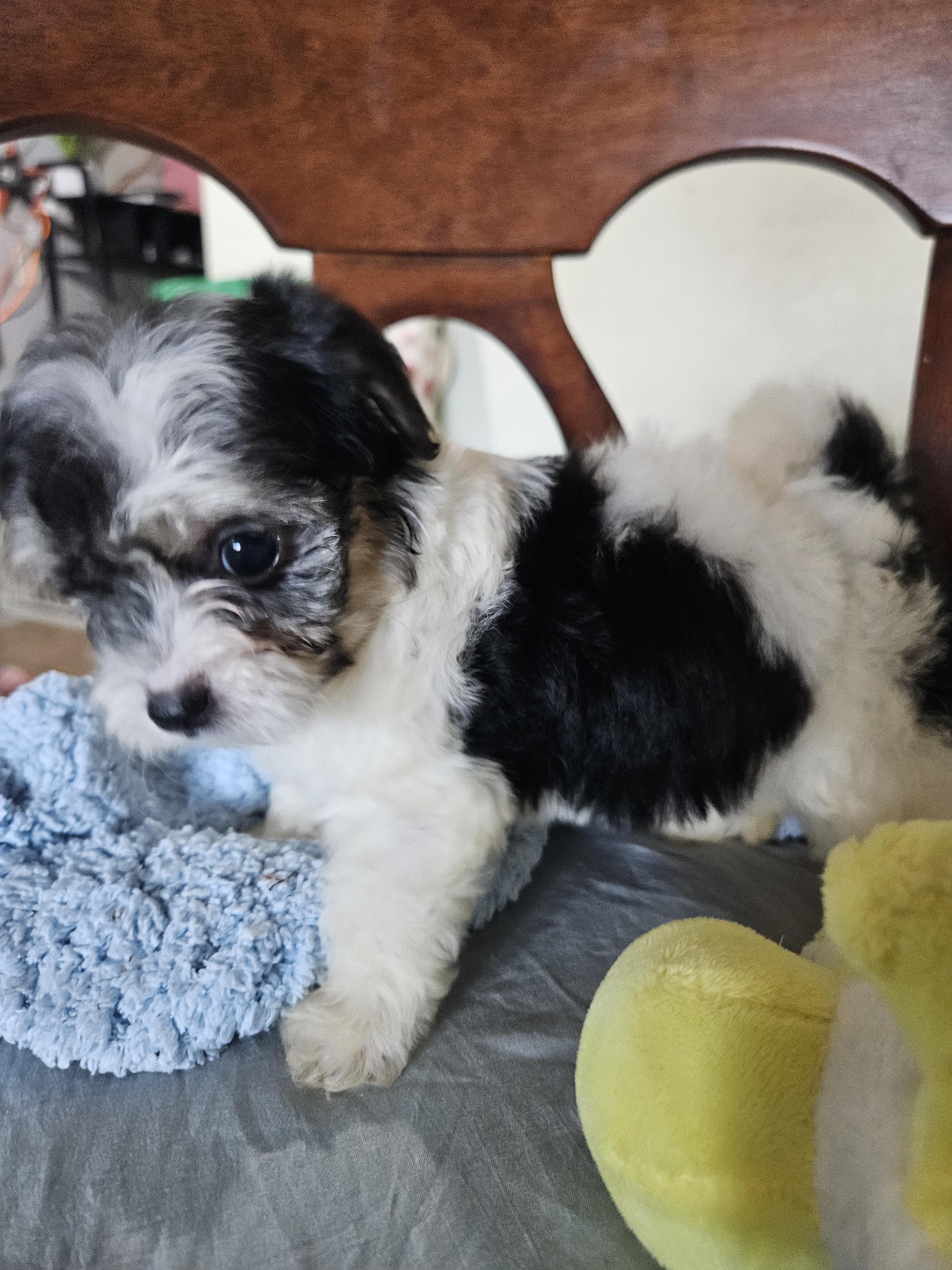 Paris, adopted, Puppy Female Maltese.