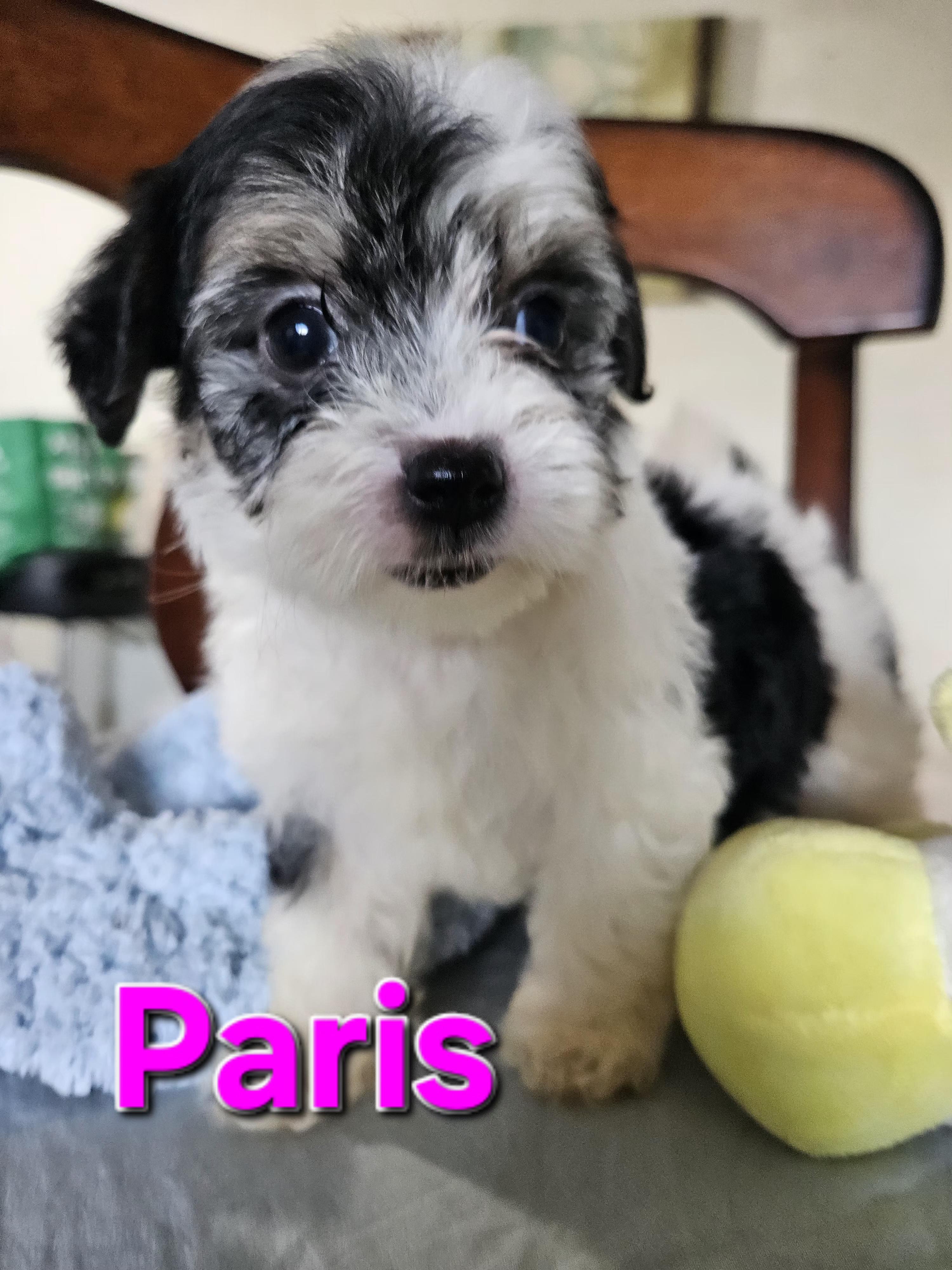 Enlarge Paris, an adopted mixed breed in Los Angeles, CA image 4/4