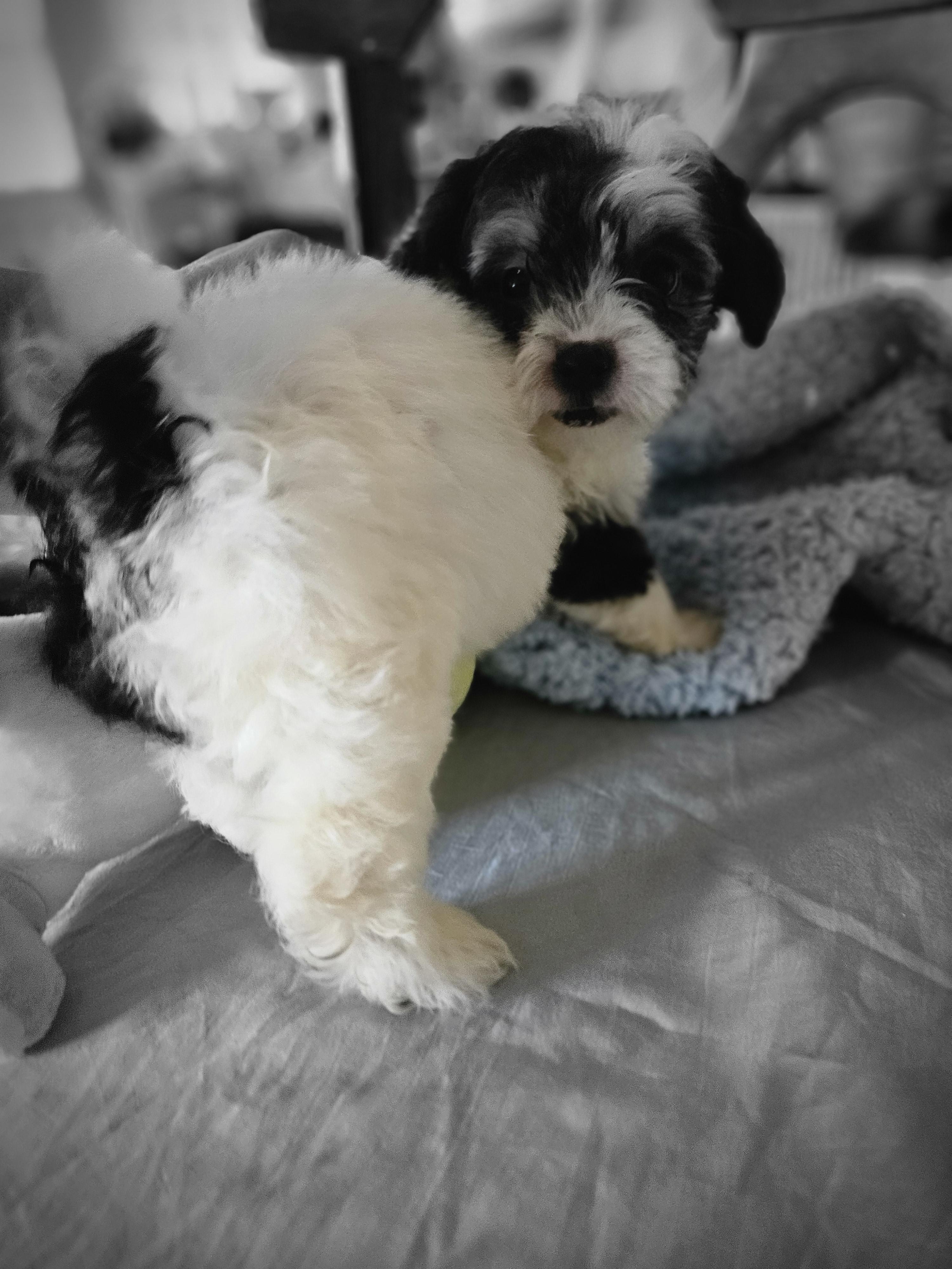 Enlarge Paris, an adopted mixed breed in Los Angeles, CA image 2/4
