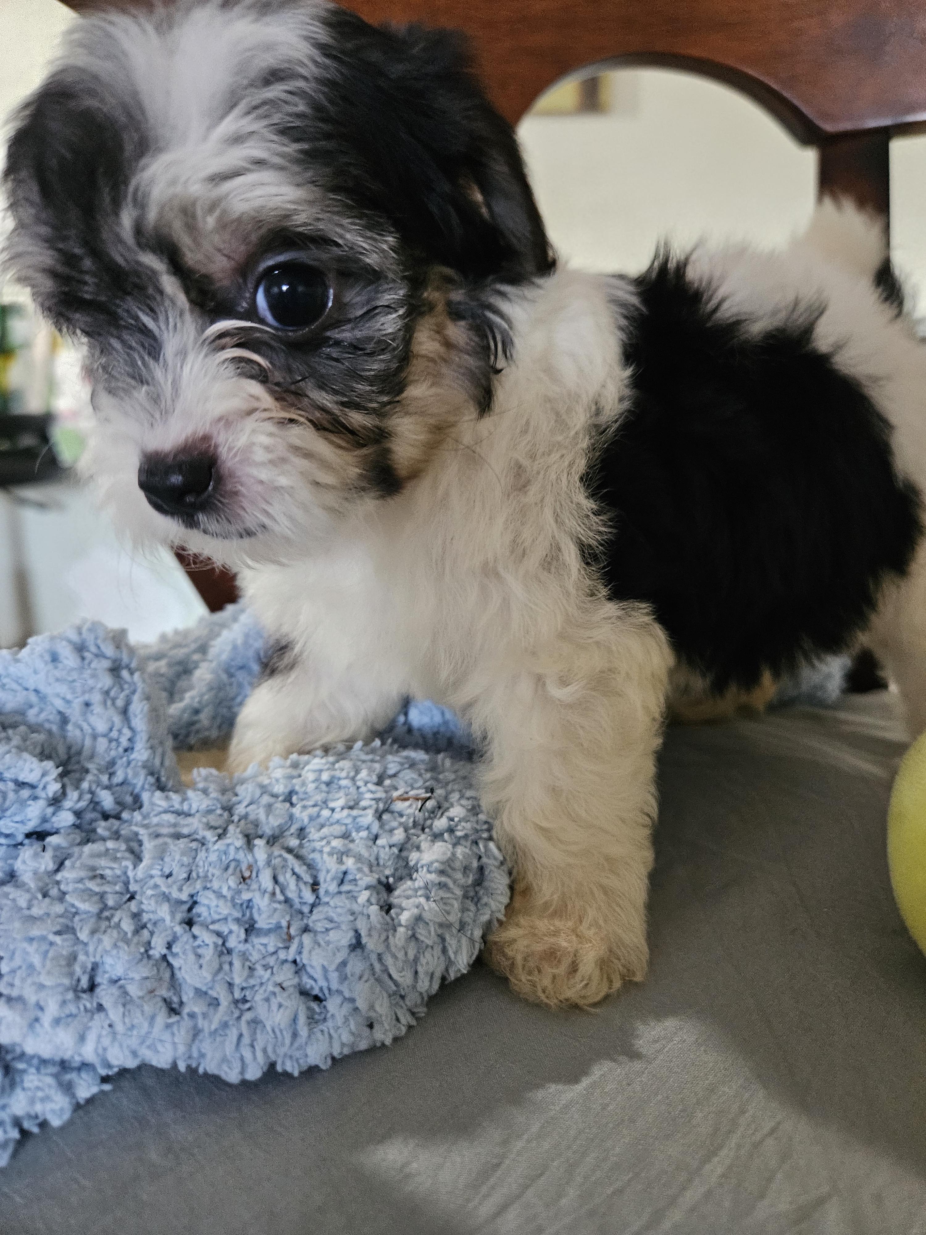 Enlarge Paris, an adopted mixed breed in Los Angeles, CA image 3/4