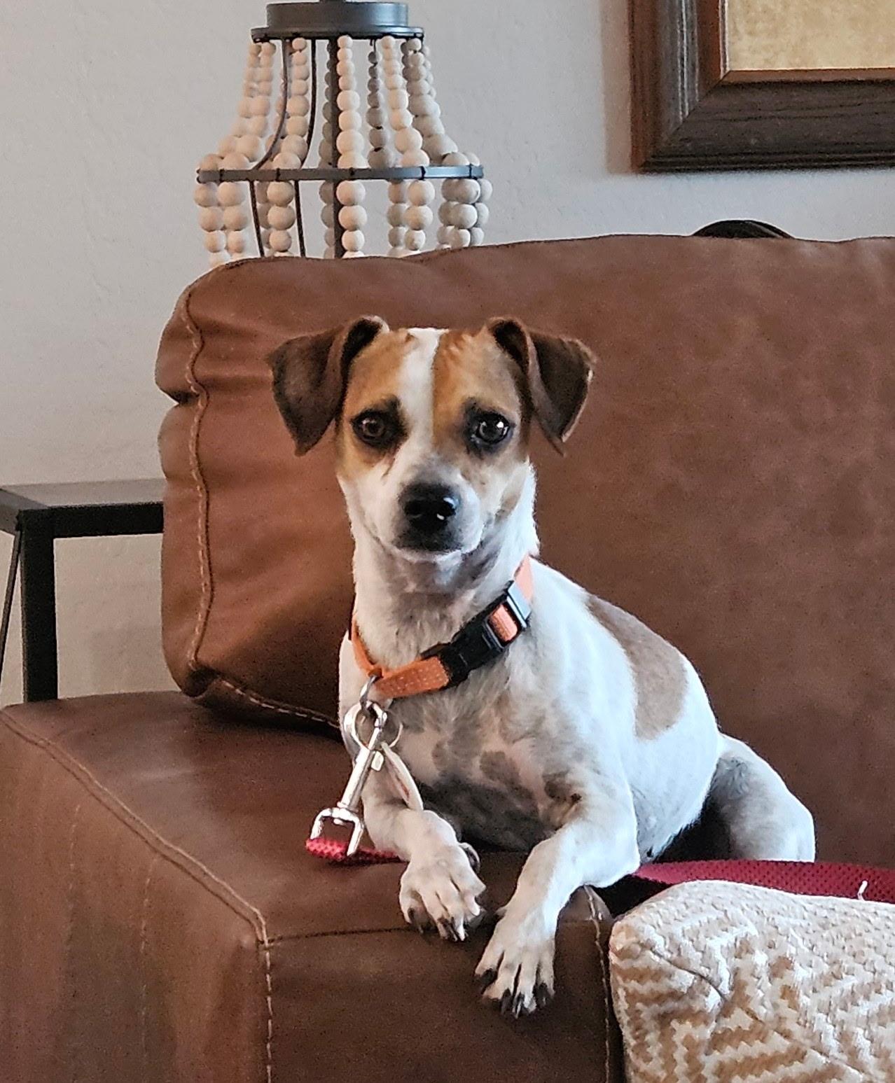 Enlarge Ginger, a Adoptable mixed breed in Phoenix, AZ image 2/5