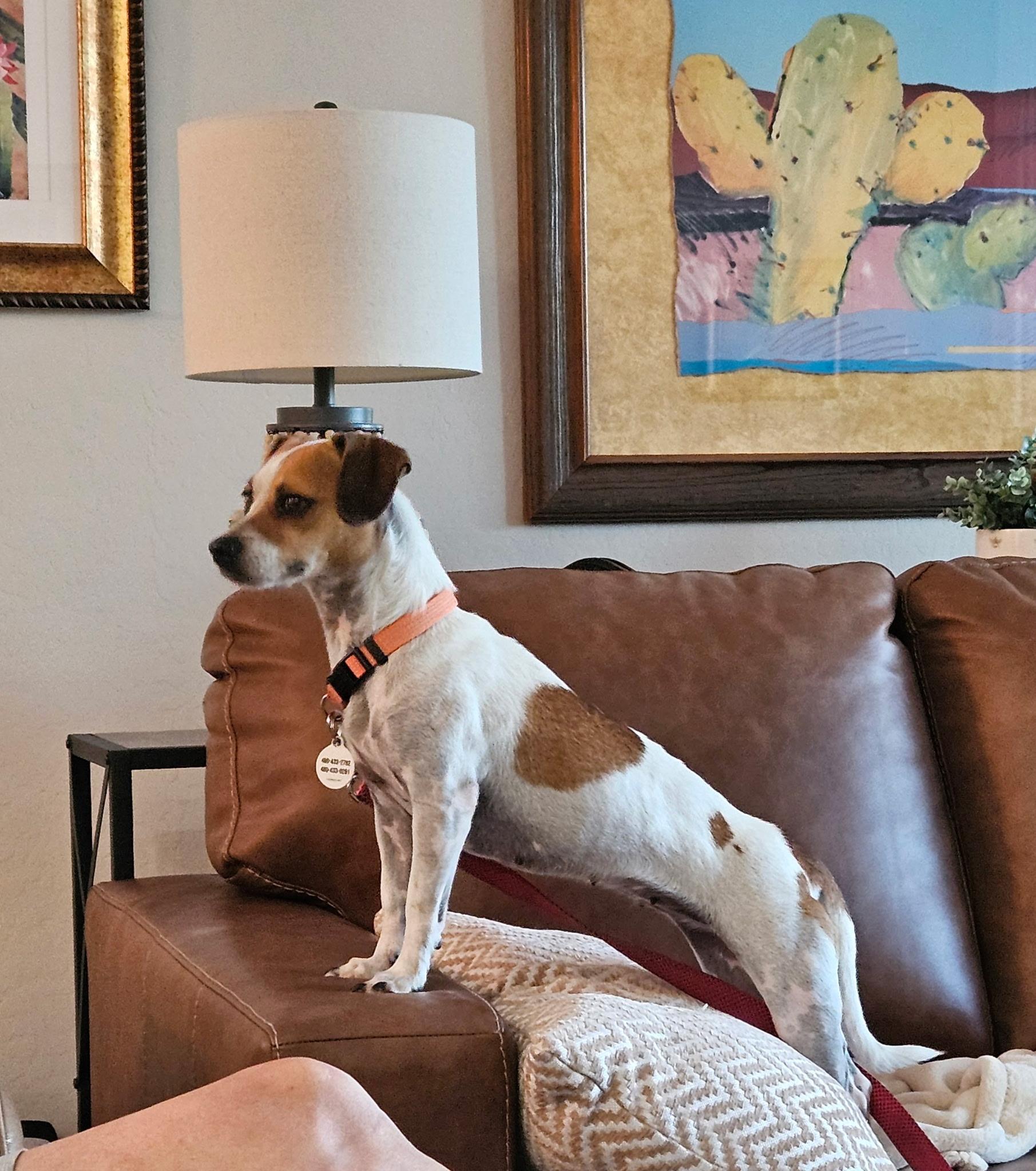 Enlarge Ginger, a Adoptable mixed breed in Phoenix, AZ image 5/5