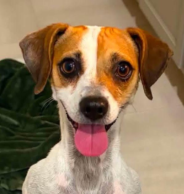 Ginger, Adoptable, Adult Female Jack Russell Terrier & Chihuahua.