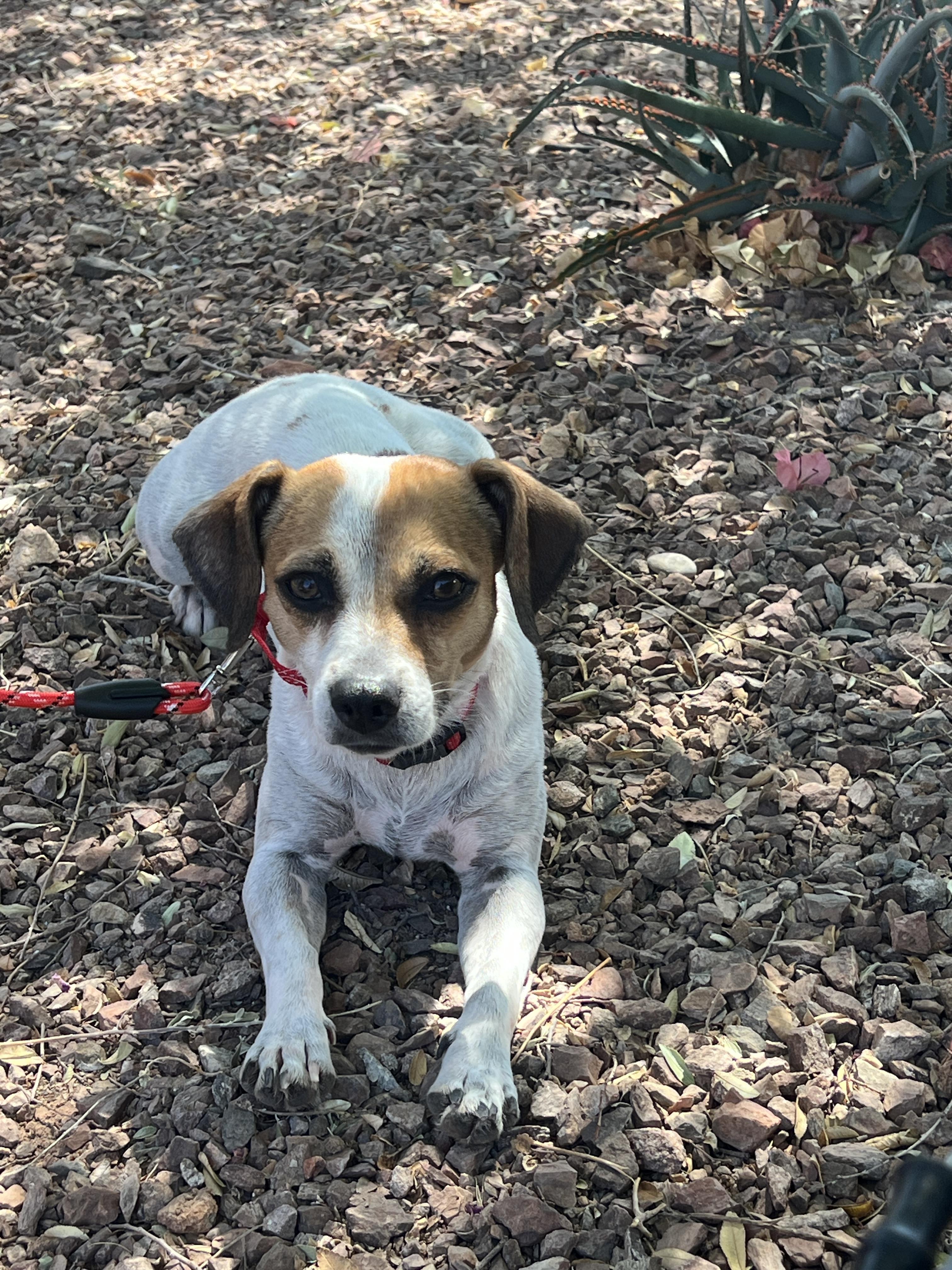 Enlarge Ginger, a Adoptable mixed breed in Phoenix, AZ image 4/5