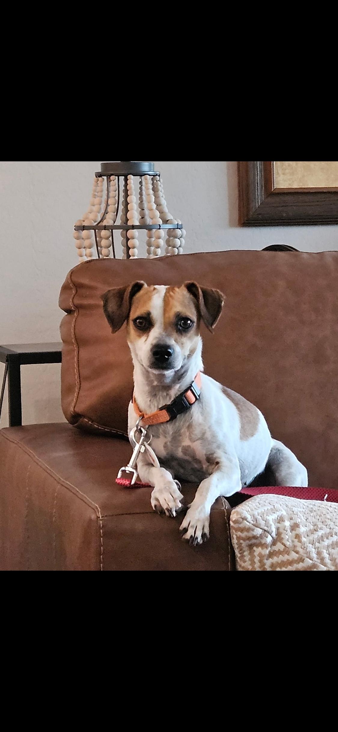 Enlarge Ginger, a Adoptable mixed breed in Phoenix, AZ image 3/5