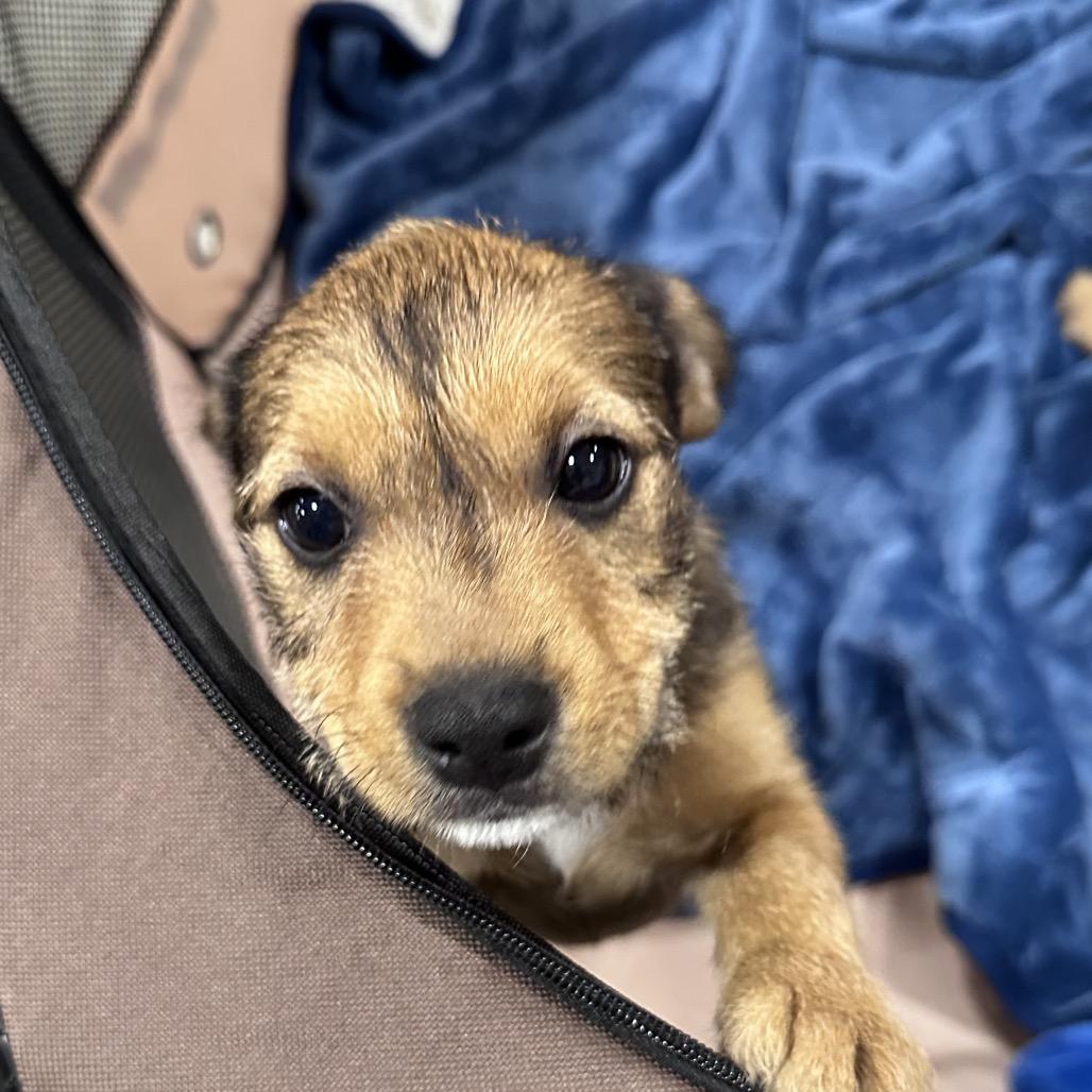 Alice, Adoptable, Puppy Female Terrier & Mixed Breed.