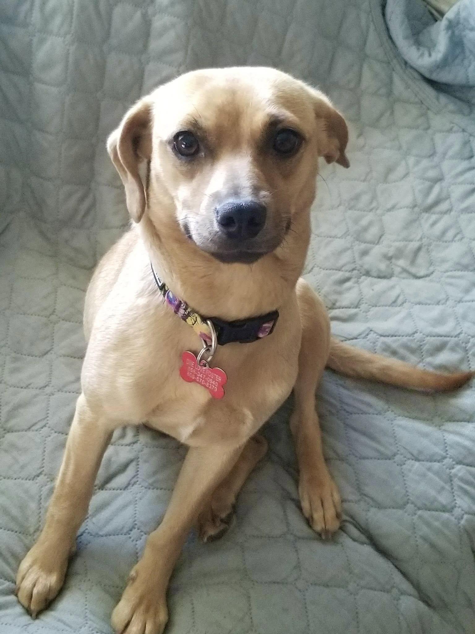 Enlarge Sugar, a Adopted Terrier in Blackwood, NJ image 3/3